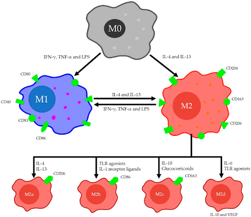 BPC TB4-Mischung Abb 2